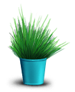 Grüne Pflanze