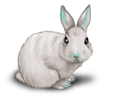 Weißes Kaninchen