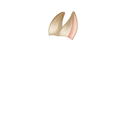 Adoptiere einen Kaninchen Weiß und Grau