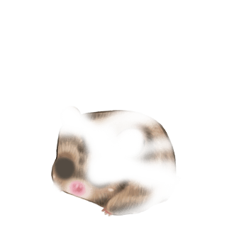 Adoptiere einen Hamster Syrien