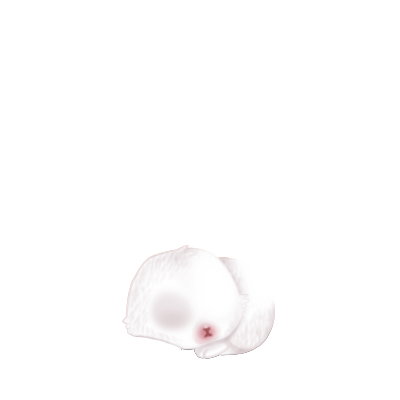 Adoptiere einen Kaninchen Weiß