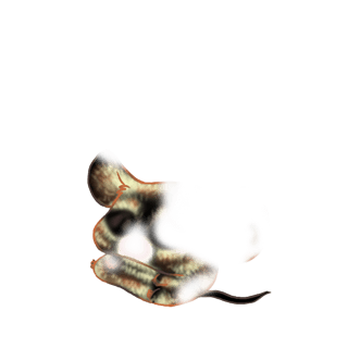 Adoptiere einen Maus CroMimiNine
