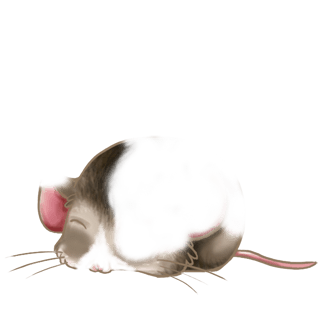 Adoptiere einen Maus Hausmaus