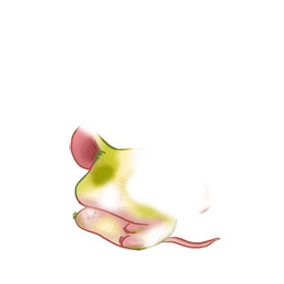 Adoptiere einen Maus Klassische Aprikose