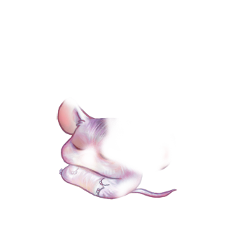 Adoptiere einen Maus Violine grau
