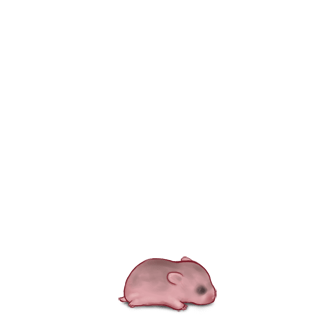 Adoptiere einen Hamster China